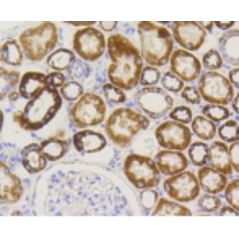 Anti-TOMM20 Antibody from Bioworld Technology (BS9924M) - Antibodies.com