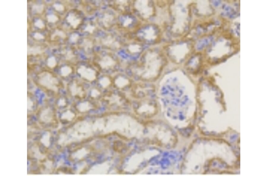 Anti-TOMM20 Antibody from Bioworld Technology (BS9924M) - Antibodies.com