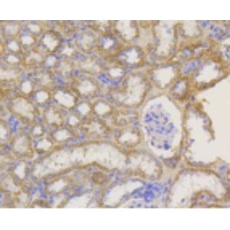 Anti-TOMM20 Antibody from Bioworld Technology (BS9924M) - Antibodies.com