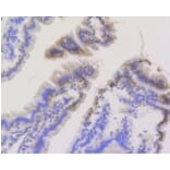 Anti-TOMM20 Antibody from Bioworld Technology (BS9924M) - Antibodies.com