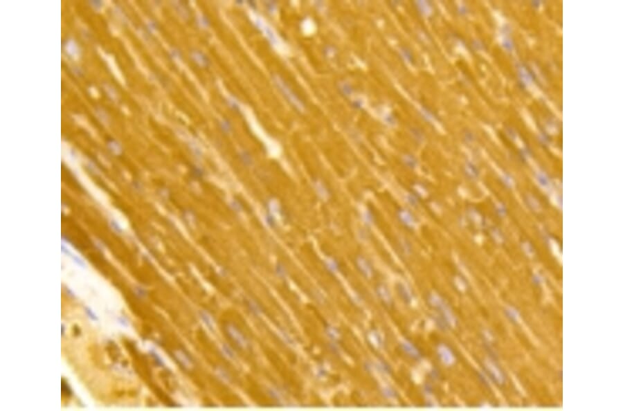Anti-TOMM20 Antibody from Bioworld Technology (BS9924M) - Antibodies.com