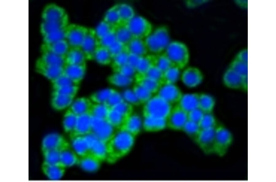 Anti-TOMM20 Antibody from Bioworld Technology (BS9924M) - Antibodies.com