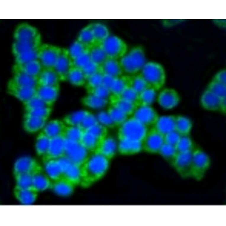 Anti-TOMM20 Antibody from Bioworld Technology (BS9924M) - Antibodies.com