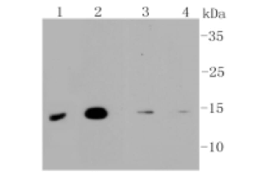 Anti-MAP1LC3A Antibody from Bioworld Technology (BS9925M) - Antibodies.com