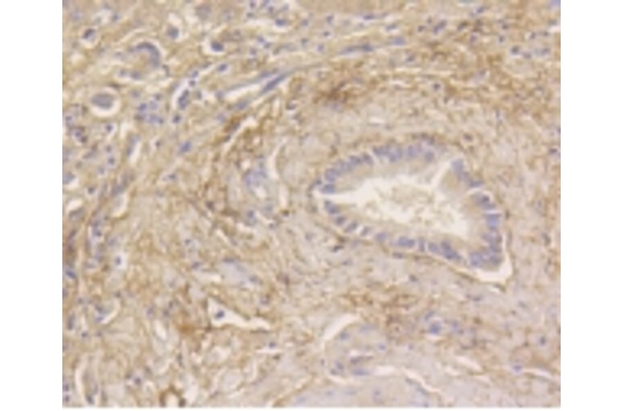 Anti-MAP1LC3A Antibody from Bioworld Technology (BS9925M) - Antibodies.com