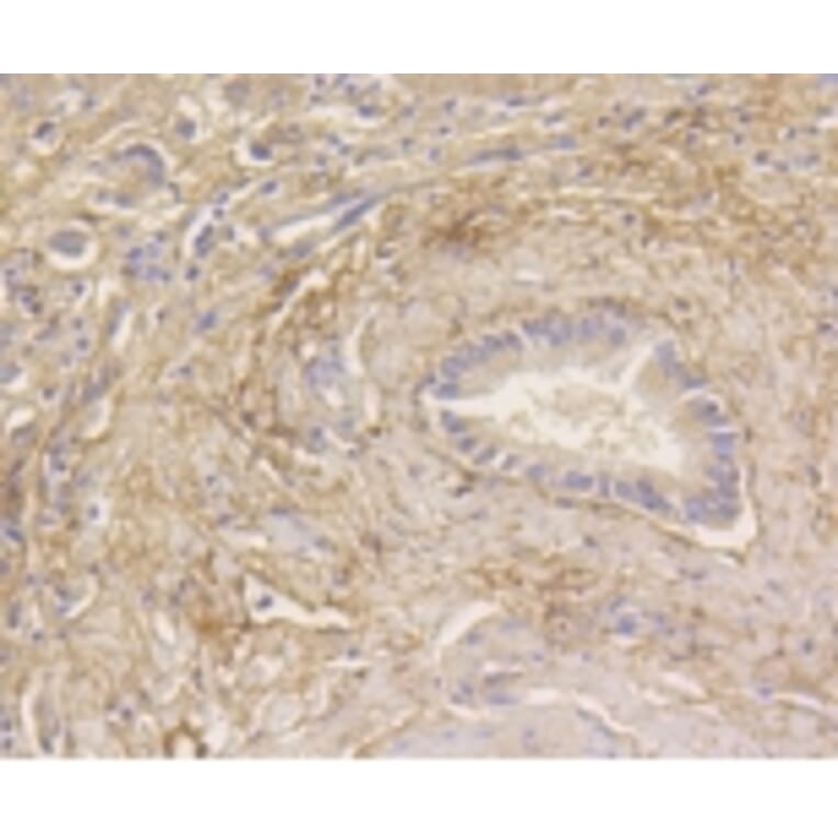 Anti-MAP1LC3A Antibody from Bioworld Technology (BS9925M) - Antibodies.com