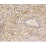 Anti-MAP1LC3A Antibody from Bioworld Technology (BS9925M) - Antibodies.com
