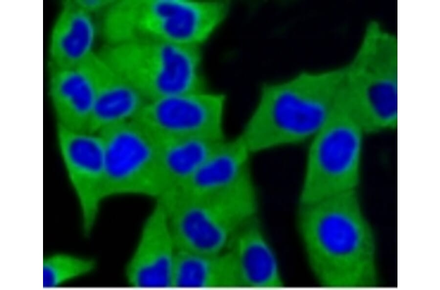 Anti-MAP1LC3A Antibody from Bioworld Technology (BS9925M) - Antibodies.com