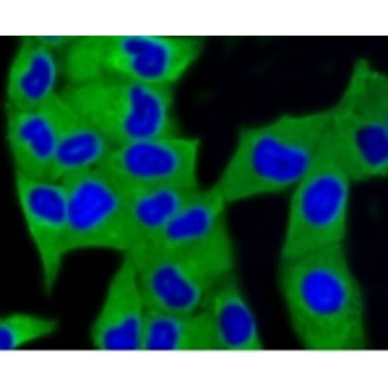 Anti-MAP1LC3A Antibody from Bioworld Technology (BS9925M) - Antibodies.com