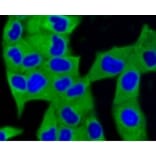 Anti-MAP1LC3A Antibody from Bioworld Technology (BS9925M) - Antibodies.com