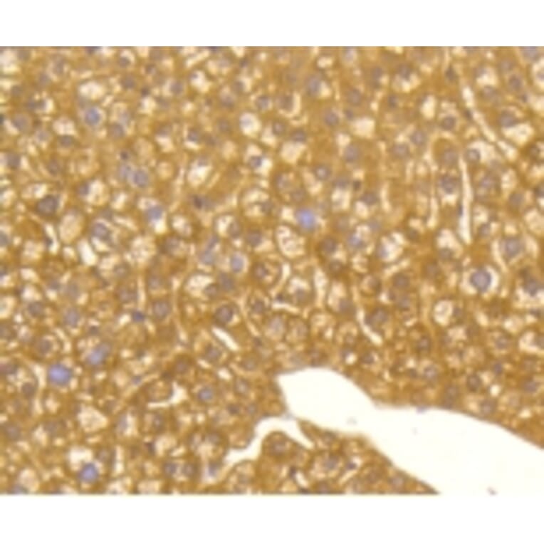 Anti-MAP1LC3A Antibody from Bioworld Technology (BS9925M) - Antibodies.com