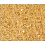 Anti-MAP1LC3A Antibody from Bioworld Technology (BS9925M) - Antibodies.com