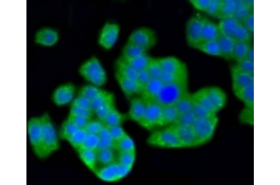 Anti-MAP1LC3A Antibody from Bioworld Technology (BS9925M) - Antibodies.com