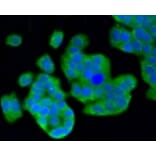 Anti-MAP1LC3A Antibody from Bioworld Technology (BS9925M) - Antibodies.com