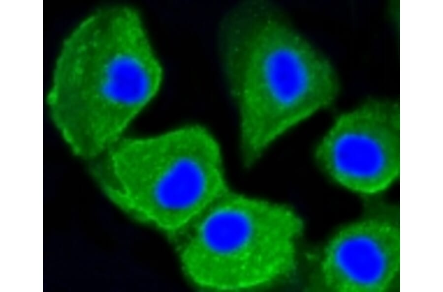 Anti-MAP1LC3A Antibody from Bioworld Technology (BS9925M) - Antibodies.com