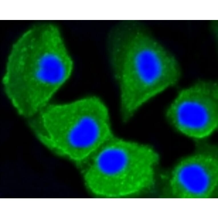 Anti-MAP1LC3A Antibody from Bioworld Technology (BS9925M) - Antibodies.com