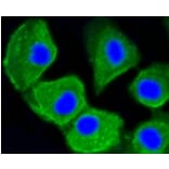 Anti-MAP1LC3A Antibody from Bioworld Technology (BS9925M) - Antibodies.com