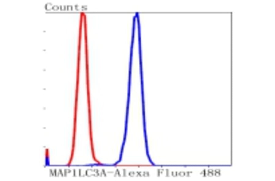 Anti-MAP1LC3A Antibody from Bioworld Technology (BS9925M) - Antibodies.com