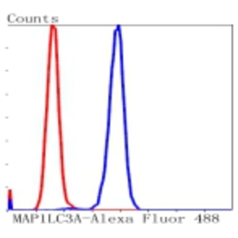 Anti-MAP1LC3A Antibody from Bioworld Technology (BS9925M) - Antibodies.com