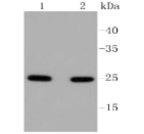 Anti-RAB5A Antibody from Bioworld Technology (BS9926M) - Antibodies.com