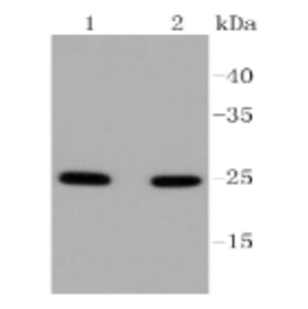 Anti-RAB5A Antibody from Bioworld Technology (BS9926M) - Antibodies.com