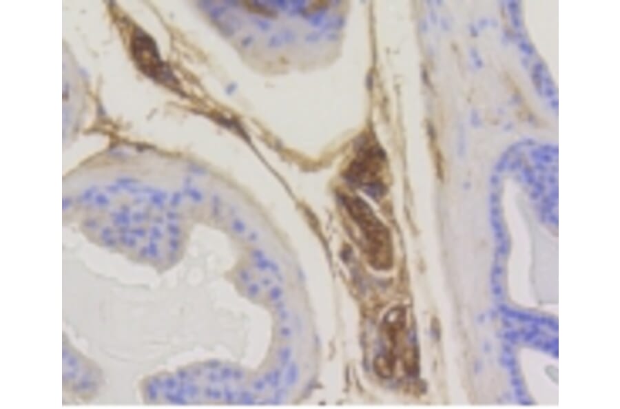 Anti-RAB5A Antibody from Bioworld Technology (BS9926M) - Antibodies.com