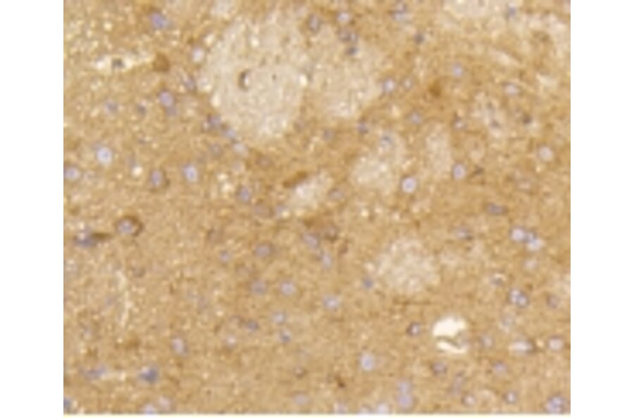 Anti-RAB5A Antibody from Bioworld Technology (BS9926M) - Antibodies.com