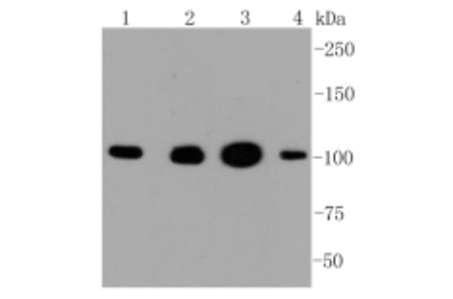 Anti-HXK I Antibody from Bioworld Technology (BS9927M) - Antibodies.com