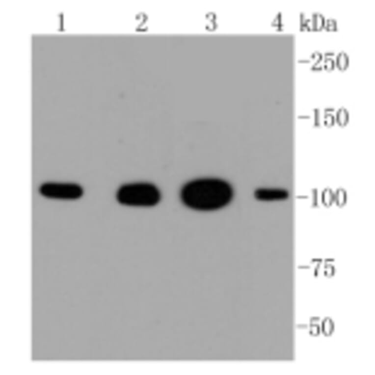 Anti-HXK I Antibody from Bioworld Technology (BS9927M) - Antibodies.com