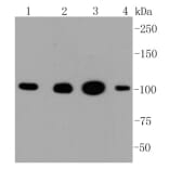 Anti-HXK I Antibody from Bioworld Technology (BS9927M) - Antibodies.com