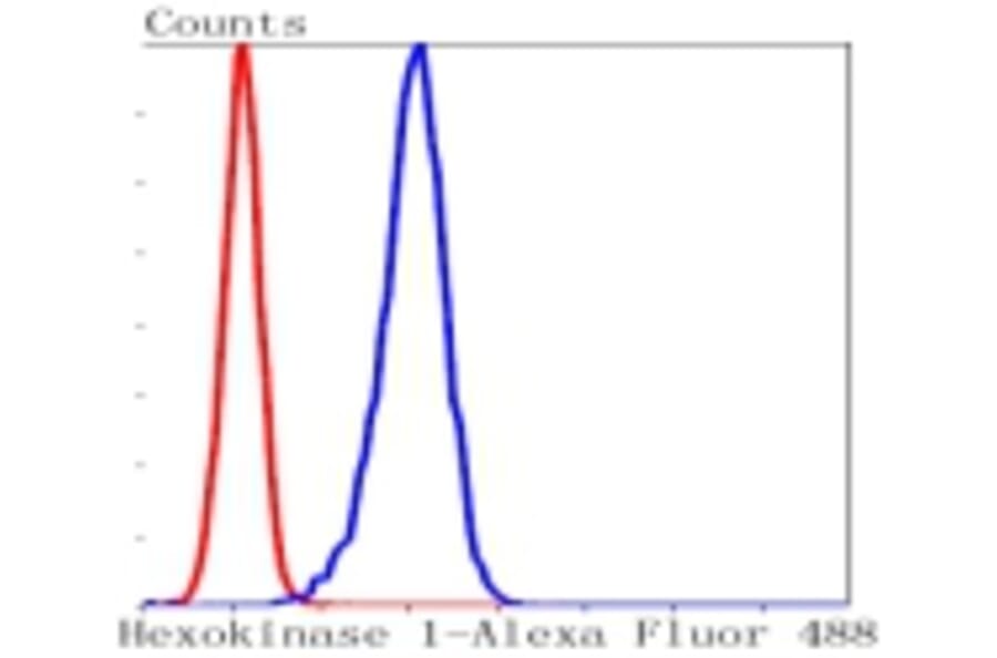 Anti-HXK I Antibody from Bioworld Technology (BS9927M) - Antibodies.com