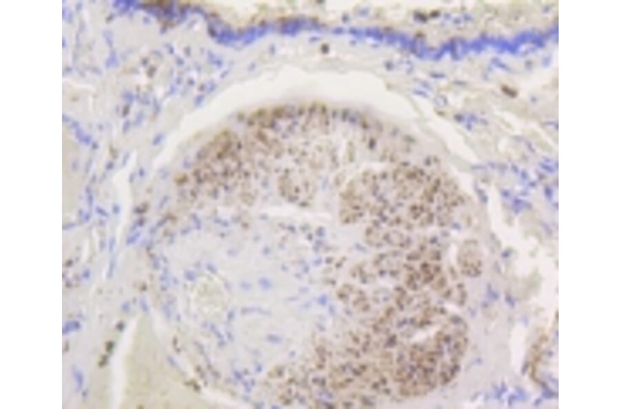 Anti-HXK I Antibody from Bioworld Technology (BS9927M) - Antibodies.com