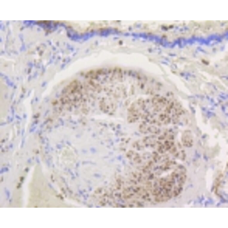 Anti-HXK I Antibody from Bioworld Technology (BS9927M) - Antibodies.com