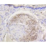 Anti-HXK I Antibody from Bioworld Technology (BS9927M) - Antibodies.com