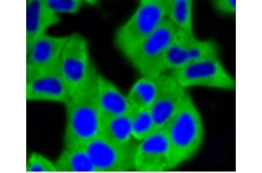 Anti-HXK I Antibody from Bioworld Technology (BS9927M) - Antibodies.com
