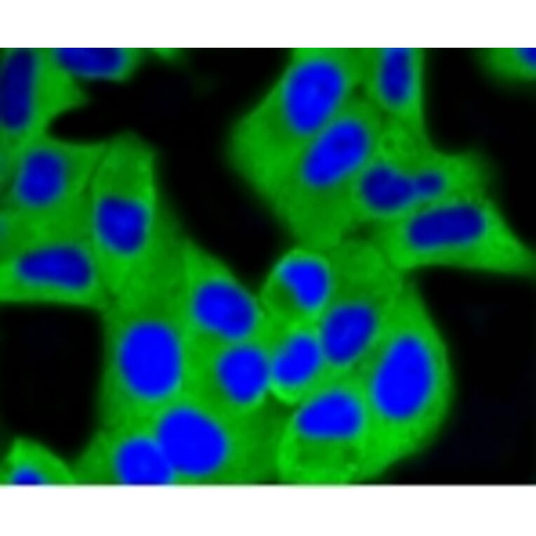 Anti-HXK I Antibody from Bioworld Technology (BS9927M) - Antibodies.com