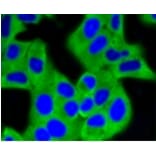Anti-HXK I Antibody from Bioworld Technology (BS9927M) - Antibodies.com