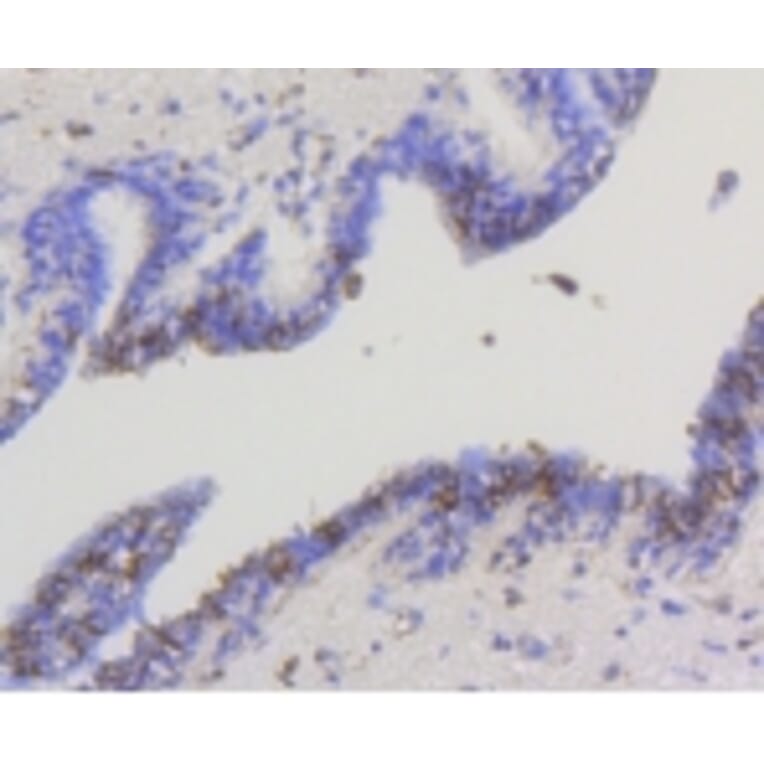Anti-HXK I Antibody from Bioworld Technology (BS9927M) - Antibodies.com