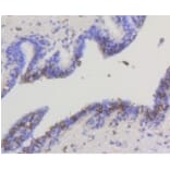 Anti-HXK I Antibody from Bioworld Technology (BS9927M) - Antibodies.com