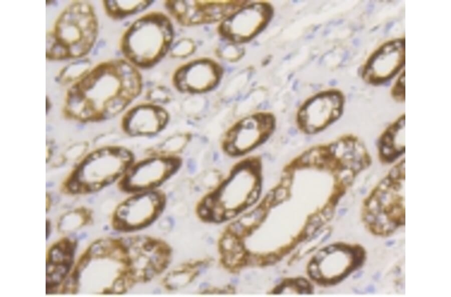 Anti-HXK I Antibody from Bioworld Technology (BS9927M) - Antibodies.com