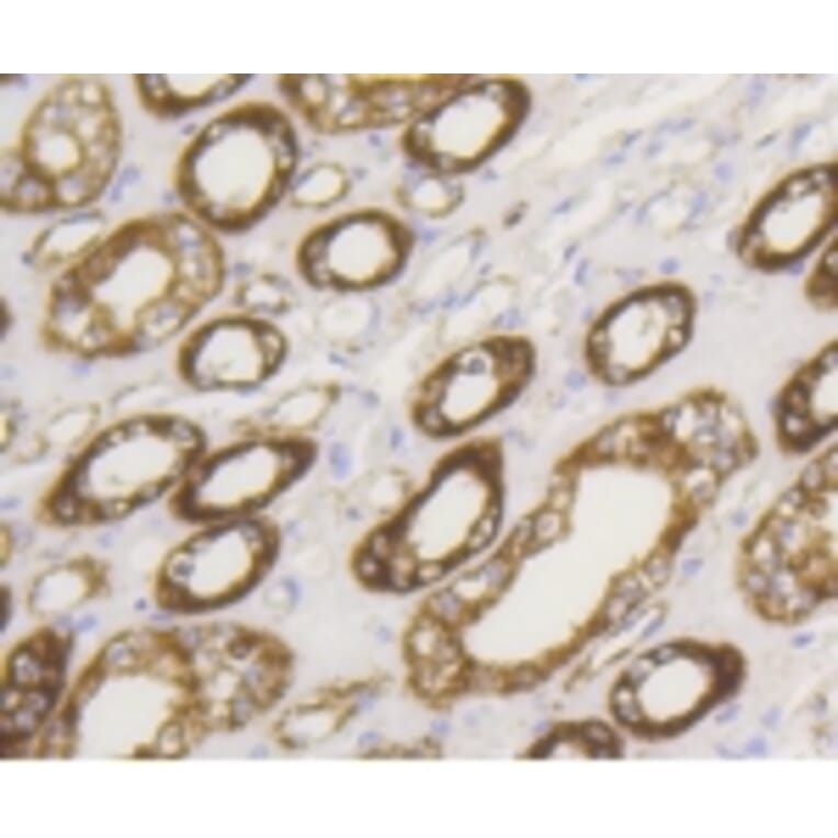 Anti-HXK I Antibody from Bioworld Technology (BS9927M) - Antibodies.com