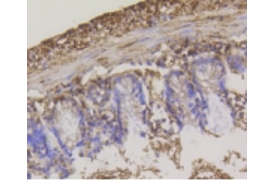 Anti-HXK I Antibody from Bioworld Technology (BS9927M) - Antibodies.com