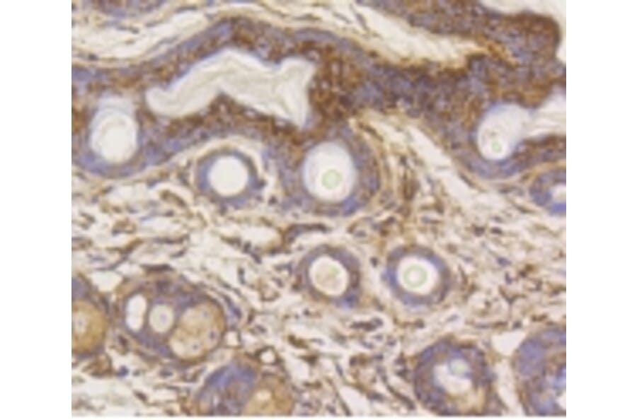 Anti-HXK I Antibody from Bioworld Technology (BS9927M) - Antibodies.com