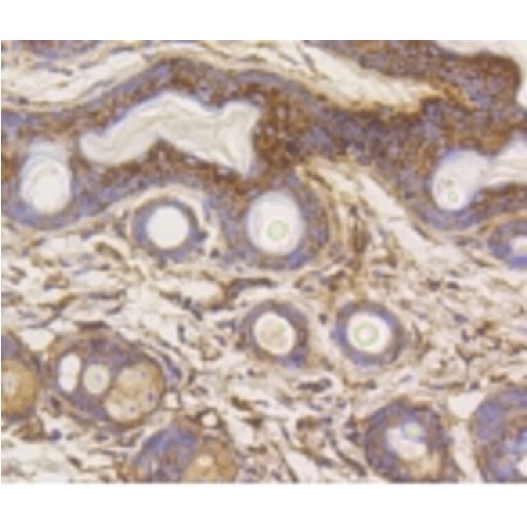 Anti-HXK I Antibody from Bioworld Technology (BS9927M) - Antibodies.com