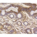 Anti-HXK I Antibody from Bioworld Technology (BS9927M) - Antibodies.com