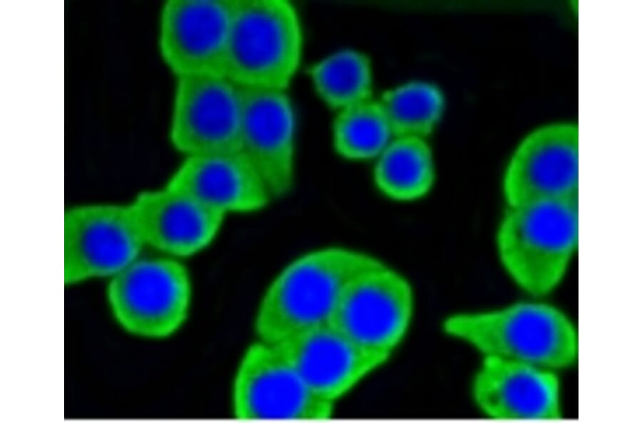 Anti-HXK I Antibody from Bioworld Technology (BS9927M) - Antibodies.com