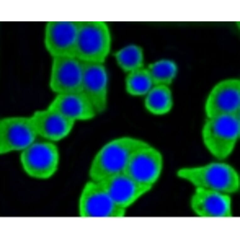 Anti-HXK I Antibody from Bioworld Technology (BS9927M) - Antibodies.com
