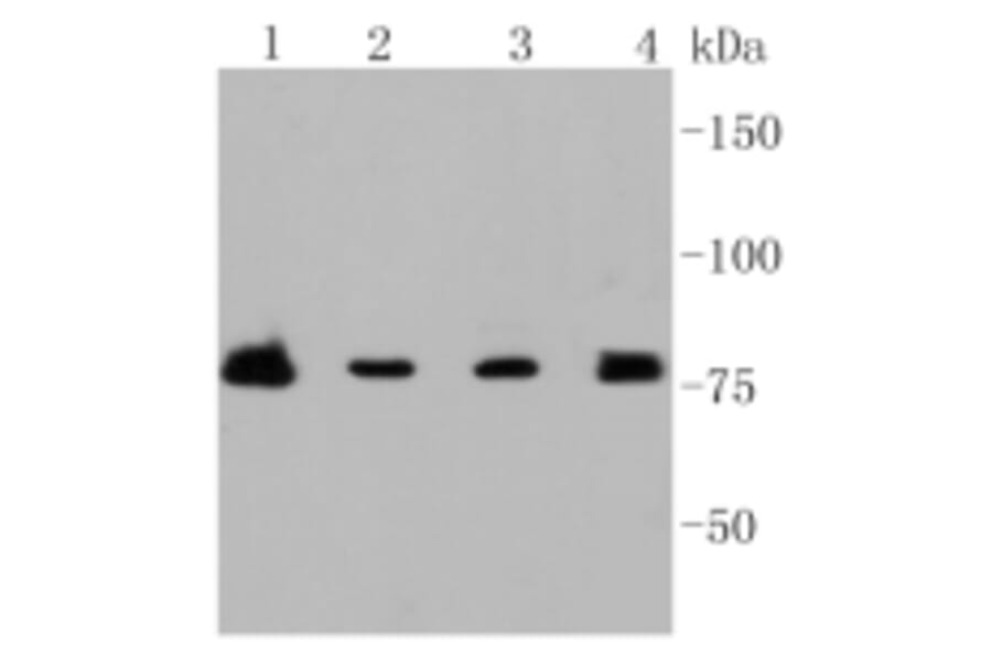 Anti-PI3K p85β Antibody from Bioworld Technology (BS9928M) - Antibodies.com