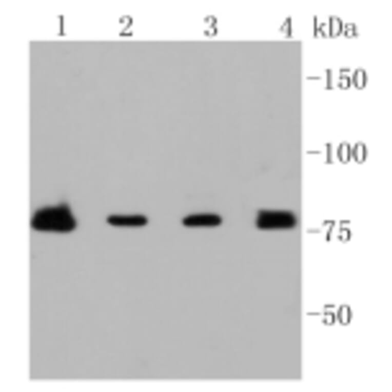 Anti-PI3K p85β Antibody from Bioworld Technology (BS9928M) - Antibodies.com