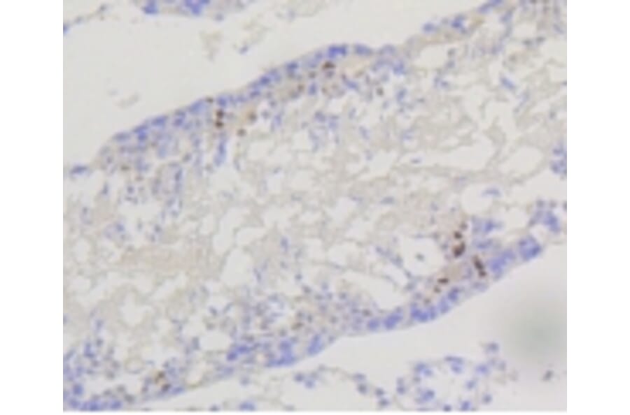 Anti-PI3K p85β Antibody from Bioworld Technology (BS9928M) - Antibodies.com